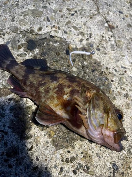 メバリングのつもりが・・・