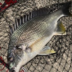 ヘチってきました