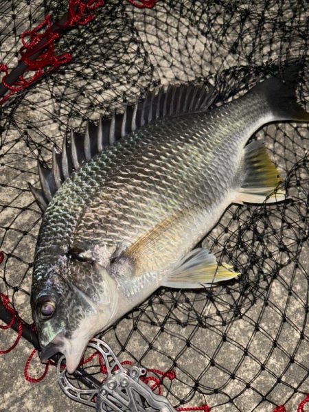 ヘチってきました