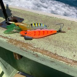 シーズン初タコ。本格的にはこれからか？