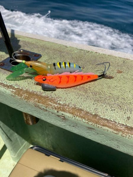 シーズン初タコ。本格的にはこれからか？