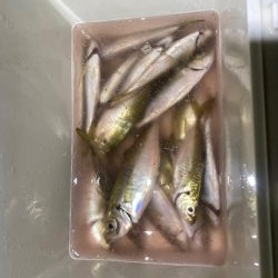 アジングつ抜け