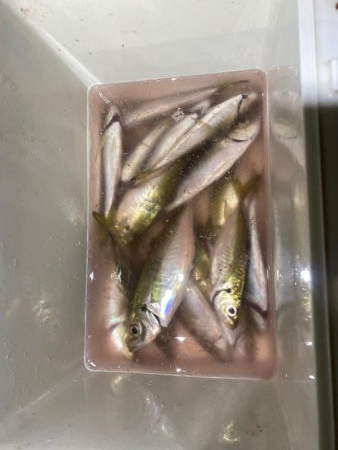 アジングつ抜け