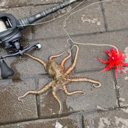 今年初の大阪湾奥。蛸散歩。。