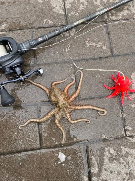 今年初の大阪湾奥。蛸散歩。。