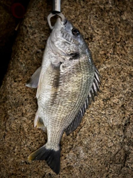 GWはどうでしょう？