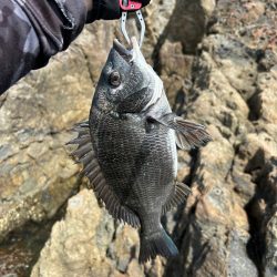 チヌ釣り　日生沖