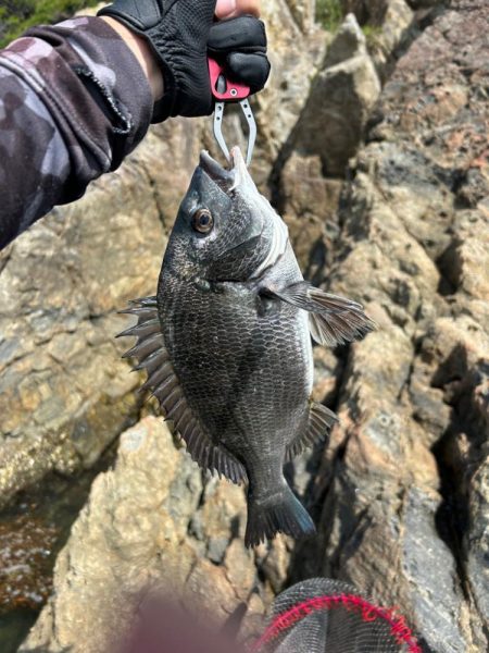 チヌ釣り　日生沖