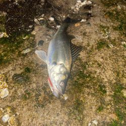 シーバスとカサゴ