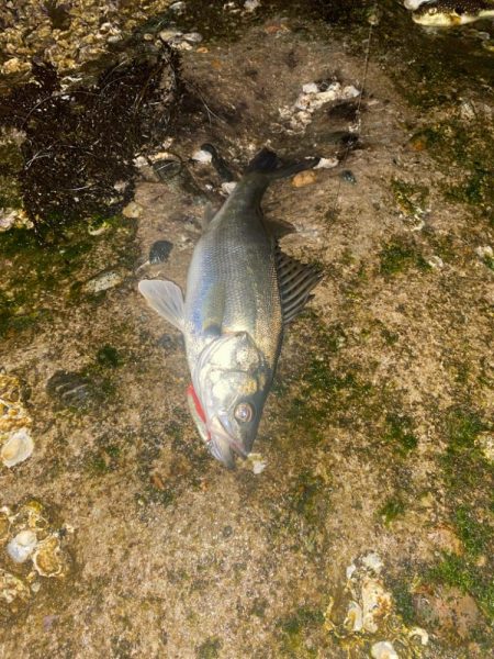 シーバスとカサゴ