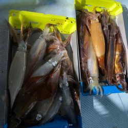 イカメタル開幕