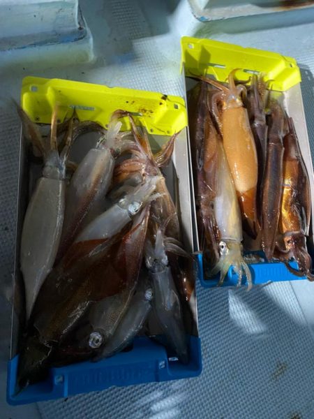 イカメタル開幕