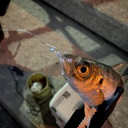 神戸空港アジング