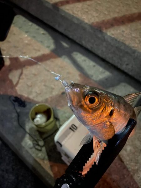 神戸空港アジング