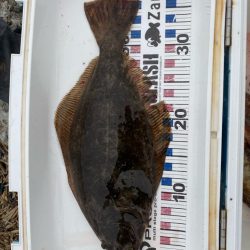 久しぶりのヒラメ