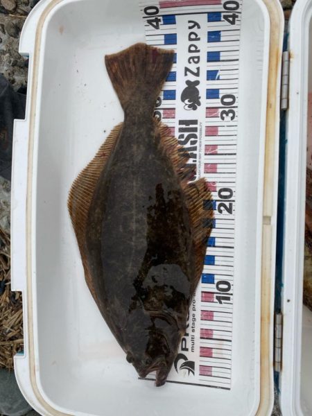 久しぶりのヒラメ