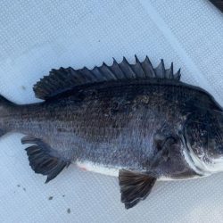 2025.5Mission大阪湾のつり①