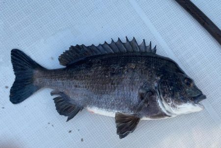 2025.5Mission大阪湾のつり①