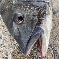 ボトムゲームでおチヌさん