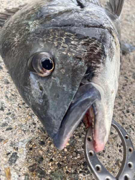 ボトムゲームでおチヌさん