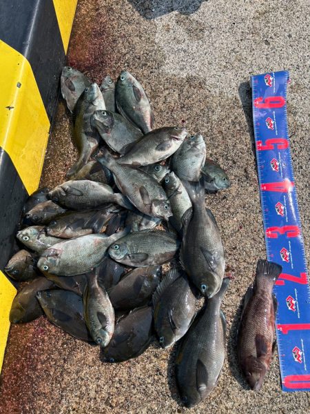 魚津港フカセ釣り