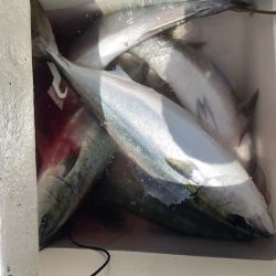 若狭湾、ブリ注意報！！