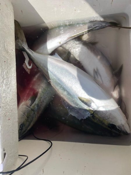 若狭湾、ブリ注意報！！