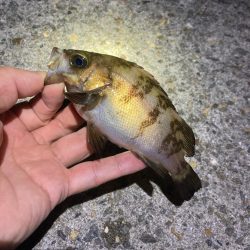 漁港でメバリング