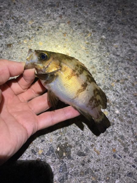 漁港でメバリング