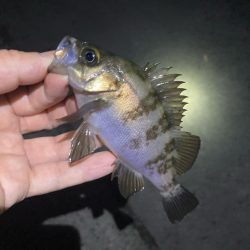 初夏のメバリング