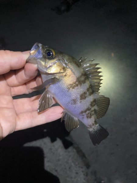 初夏のメバリング