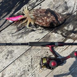 春アオリゲット