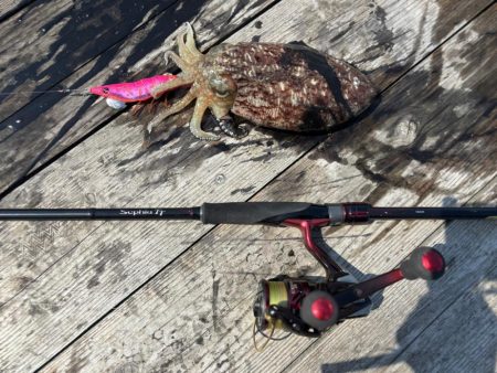 春アオリゲット