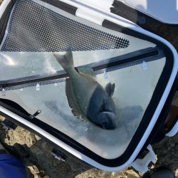沖磯で梅雨グレ狙い