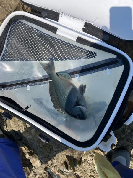 沖磯で梅雨グレ狙い