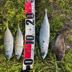 やっとアジいた