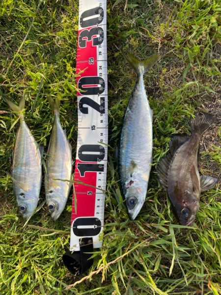 やっとアジいた