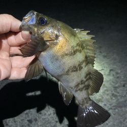 深夜のメバリング