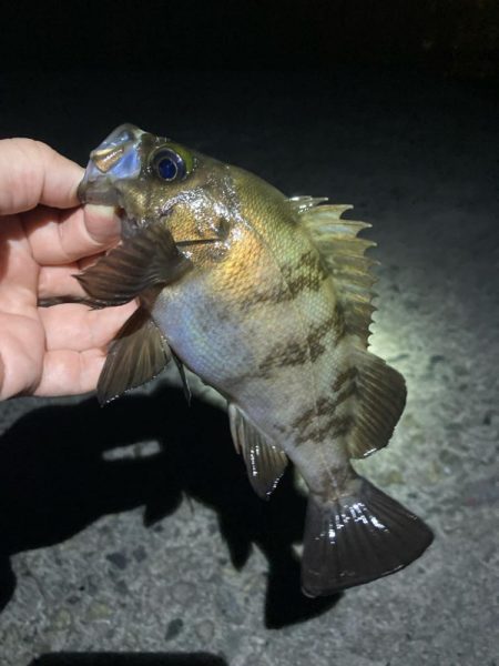 深夜のメバリング