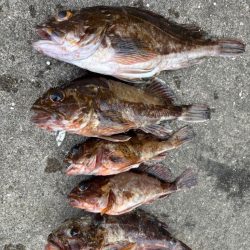 アジングでロックフィシングも！