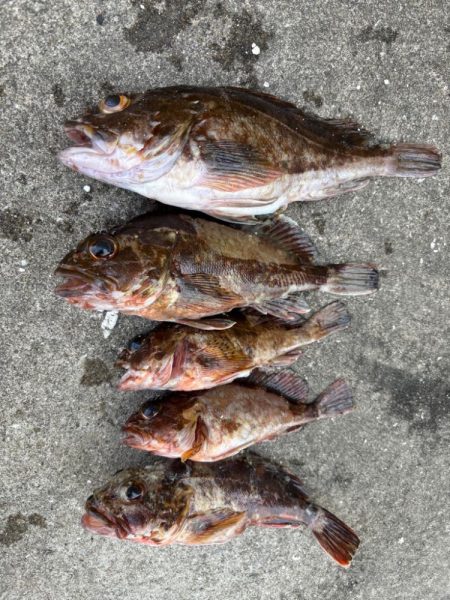 アジングでロックフィシングも！