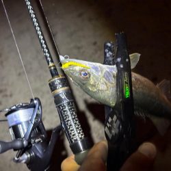 夜のライトゲーム