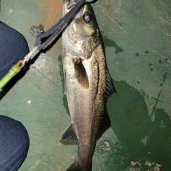 久々に楽しかった