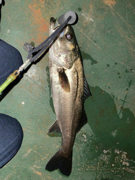 久々に楽しかった