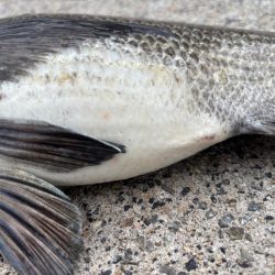 チヌ、ガシラ好調です♪