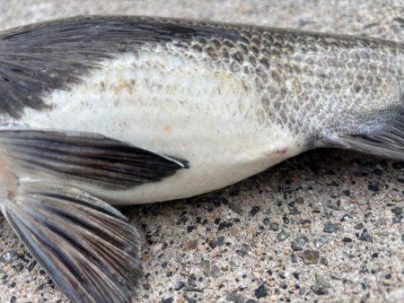 チヌ、ガシラ好調です♪