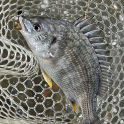 チニング　小潮　淀川　晴れ