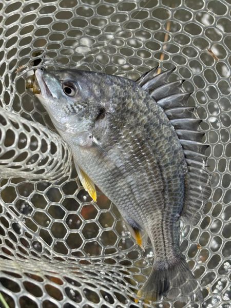 チニング　小潮　淀川　晴れ