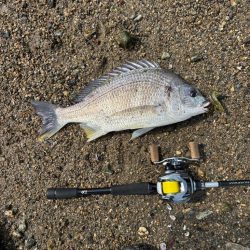 淀川午後チニング