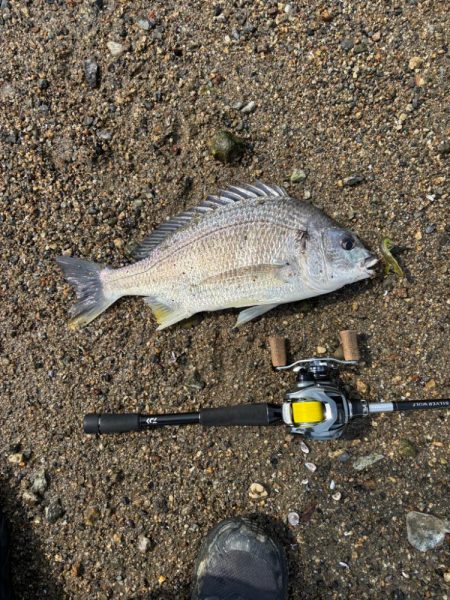 淀川午後チニング